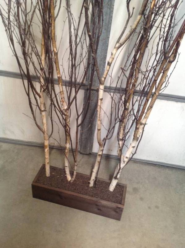 lot 60 image: Privacy Tree Branches in wood boxes Indoor