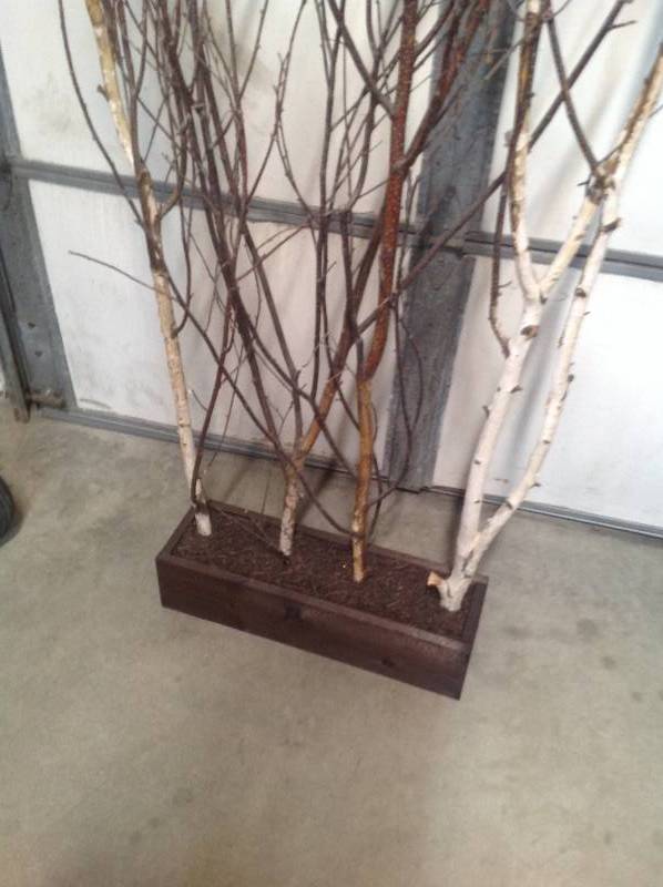 lot 58 image: Privacy Tree Branches in wood boxes Indoor