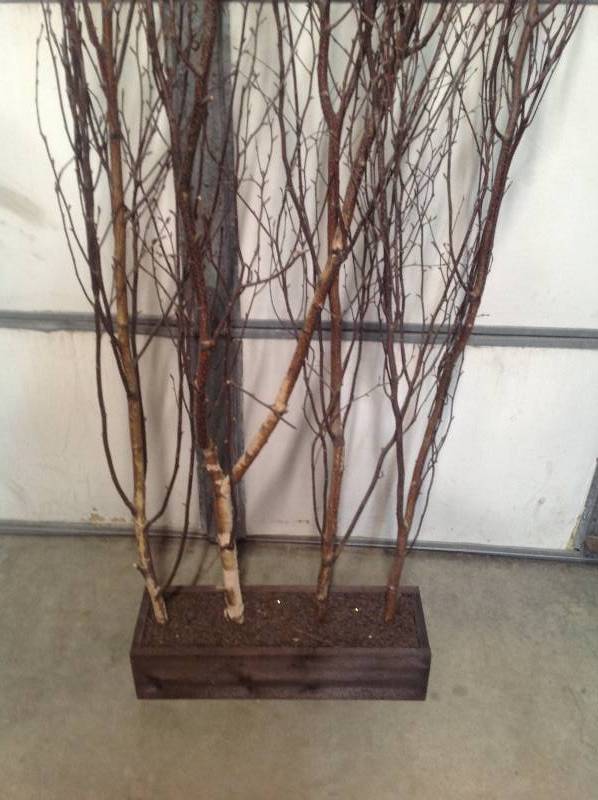 lot 59 image: Privacy Tree Branches in wood boxes Indoor