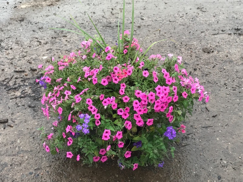 14 Planted Patio Pot