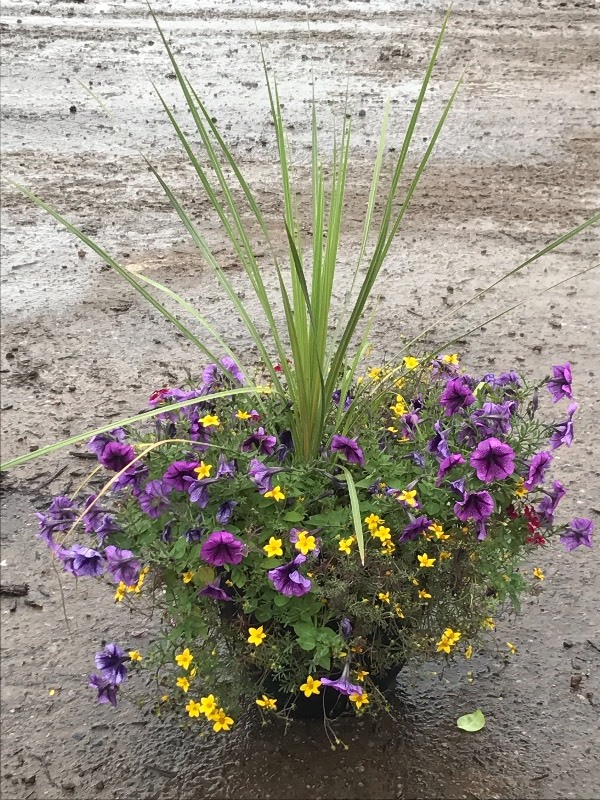 14 Planted Patio Pot