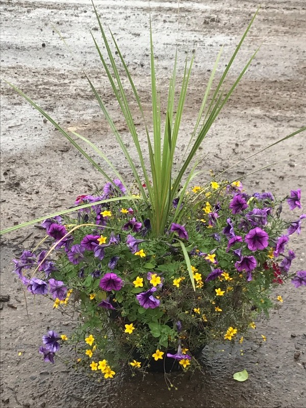 14 Planted Patio Pot