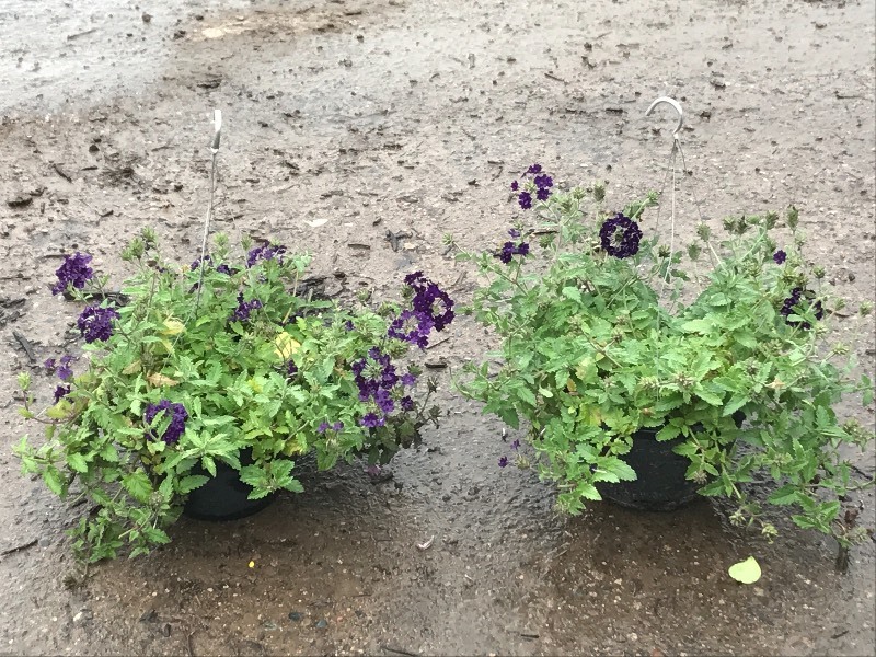 (2) Hanging Baskets