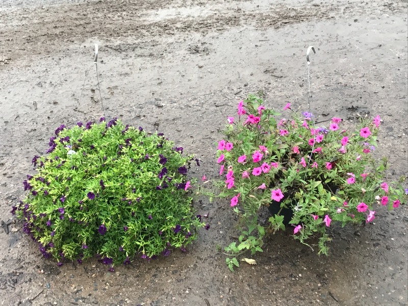 (2) Hanging Baskets