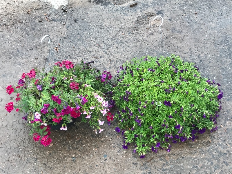 (2) Hanging Baskets