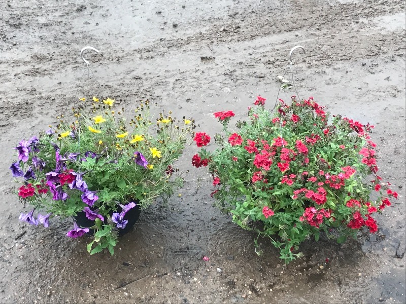(2) Hanging Baskets