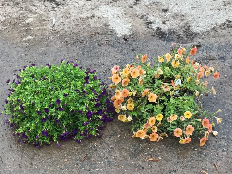 (2) Hanging Baskets