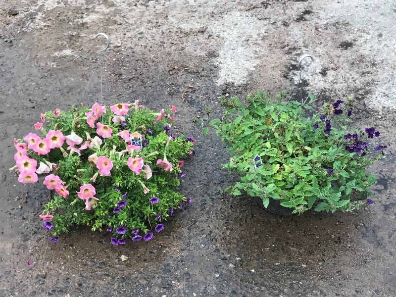 (2) Hanging Baskets