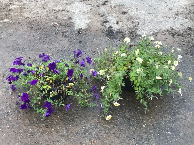 (2) Hanging Baskets