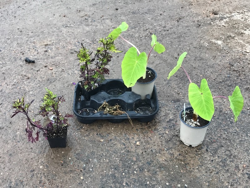 Flat Of Plantings