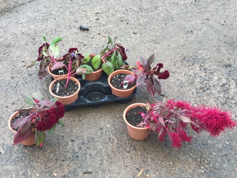 Flat Of Plantings