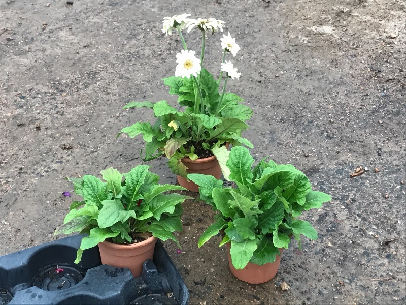 Flat Of Plantings