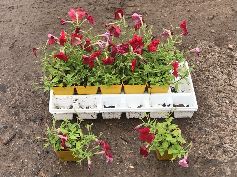Flat Of Plantings