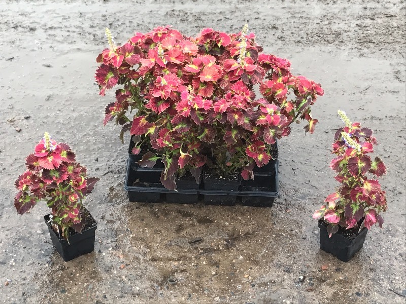 Flat Of Plantings