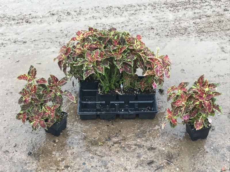 Flat Of Plantings
