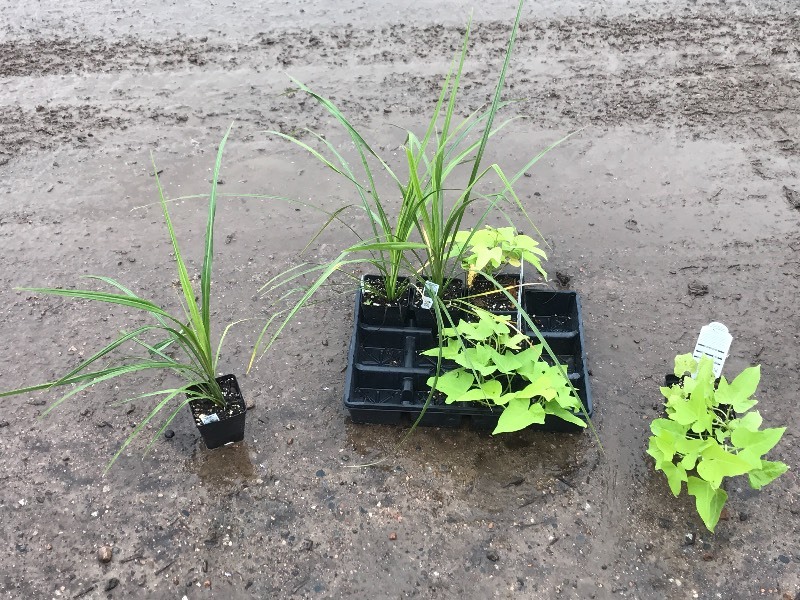 Flat Of Plantings