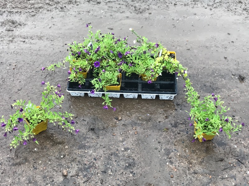 Flat Of Plantings