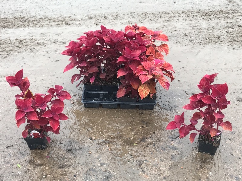 Flat Of Plantings