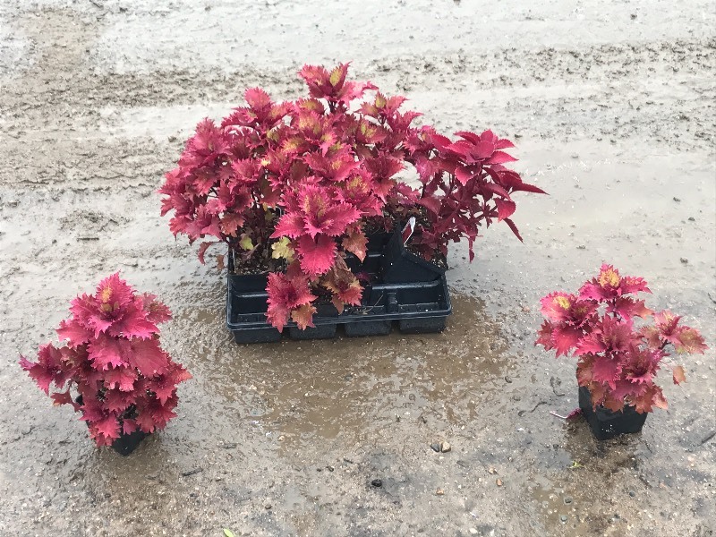 Flat Of Plantings