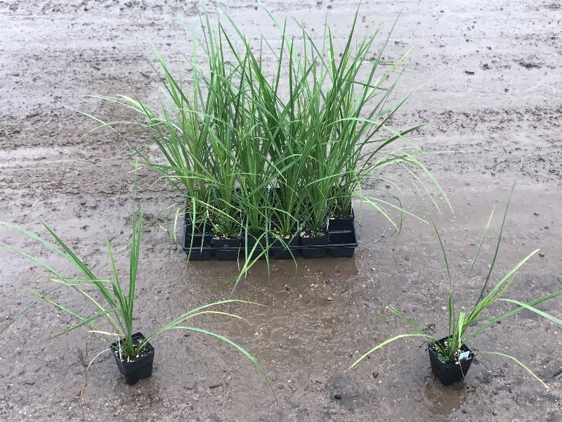 Flat Of Plantings