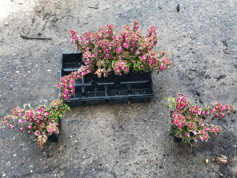 Flat Of Plantings