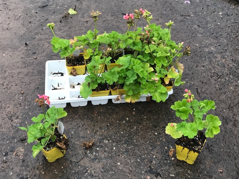 Flat Of Plantings