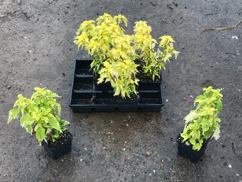 Flat Of Plantings