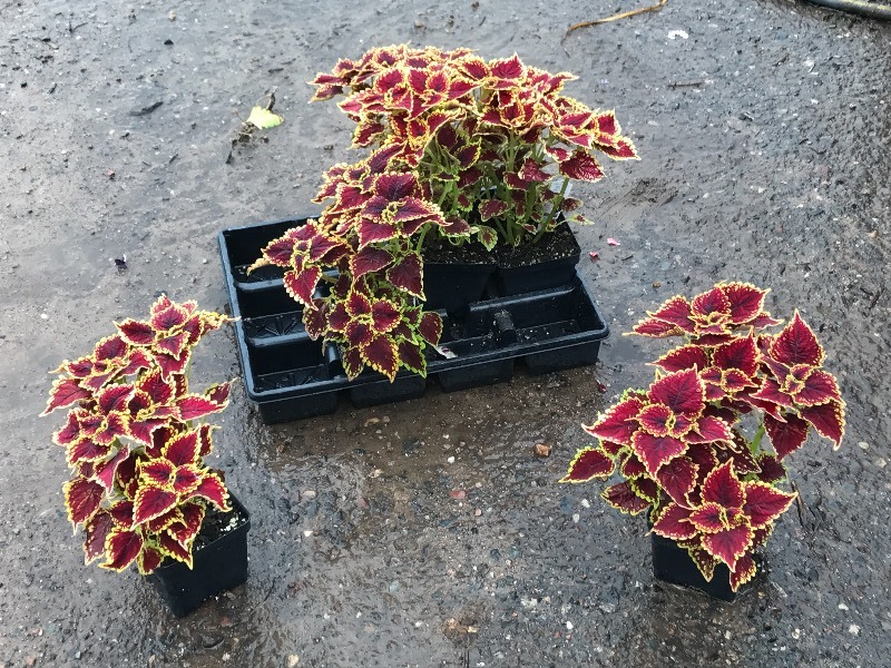 Flat Of Plantings