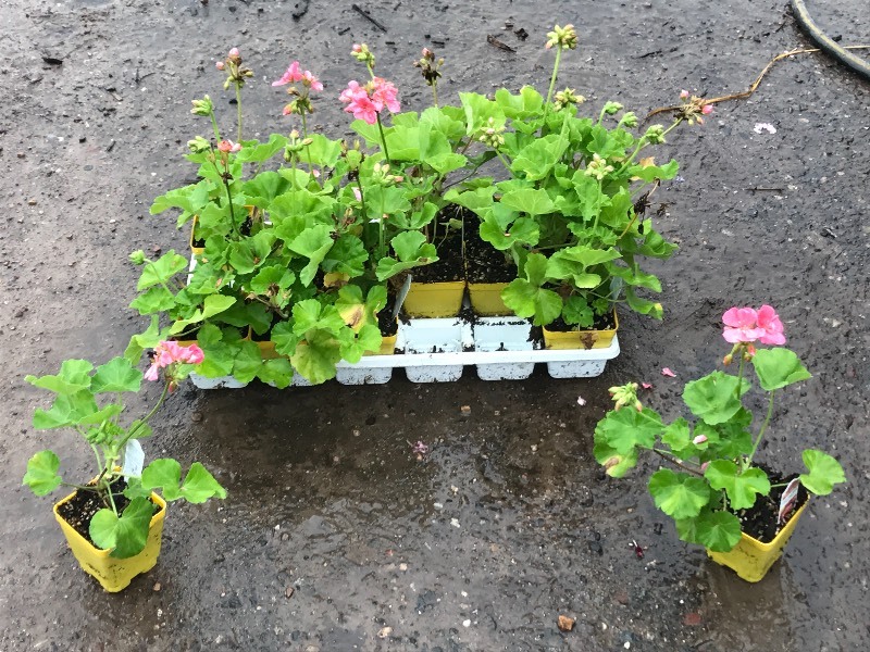 Flat Of Plantings