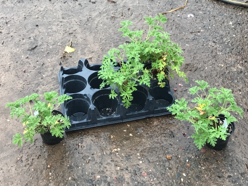 Flat Of Plantings