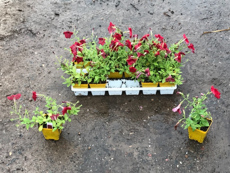 Flat Of Plantings