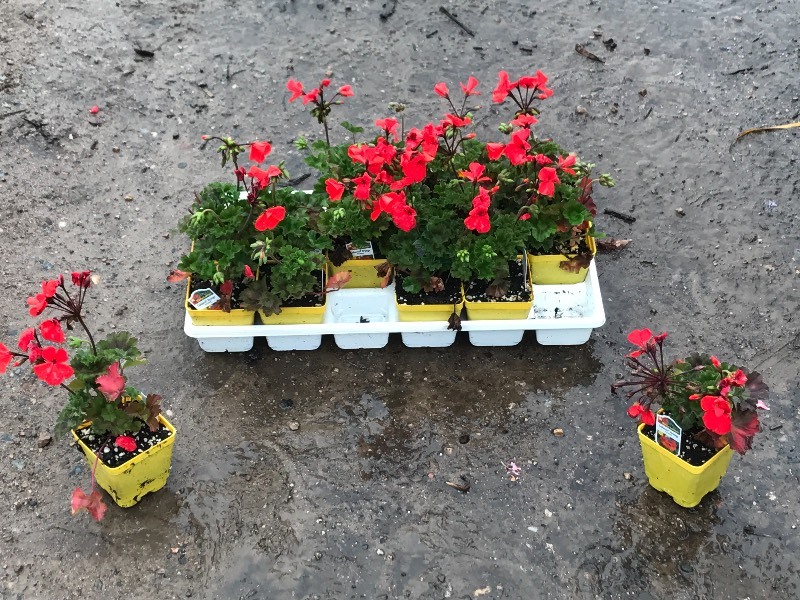 Flat Of Plantings