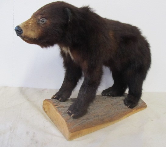 lot 9 image: Genuine Taxidermy Black Bear Cub