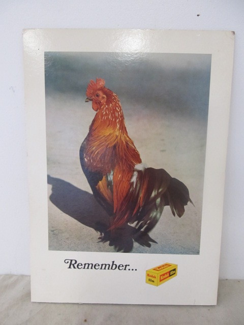 lot 13 image: Large Vintage KODAK Rooster Store Counter Display Sign