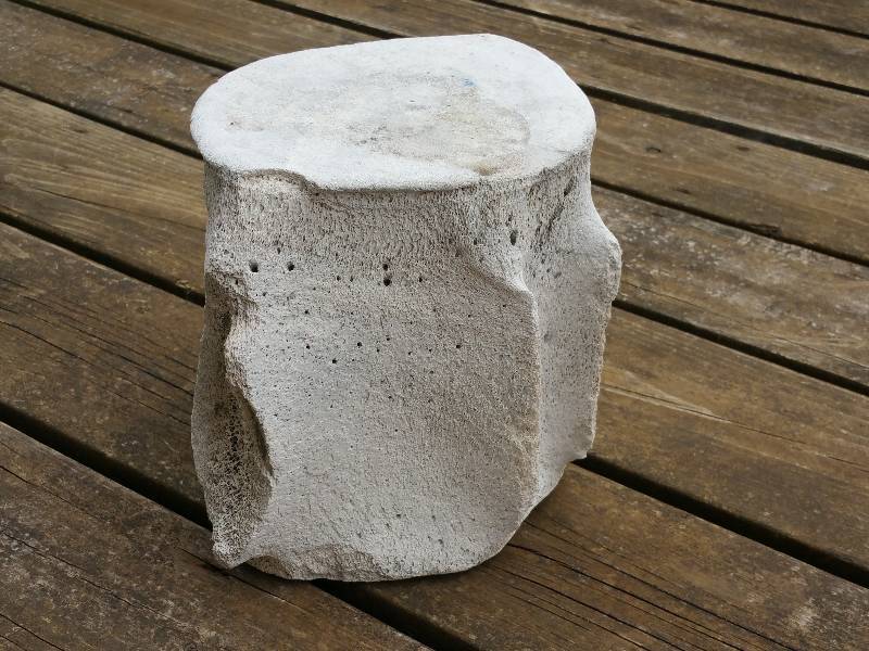 Large Fossilized Pre-Historic Whale Vertebrae