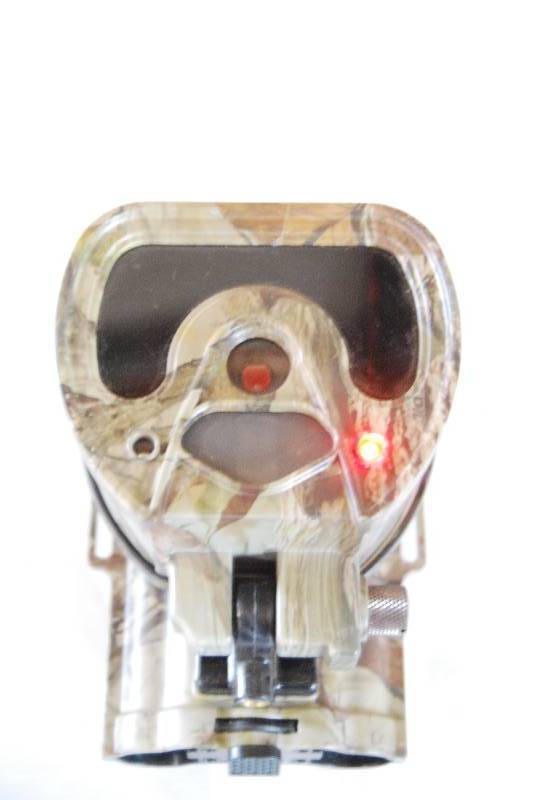 Sportsman 181