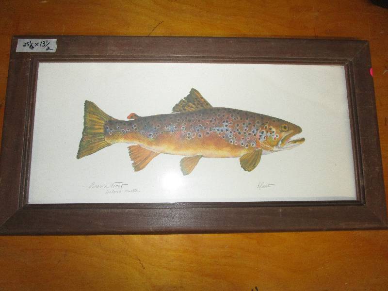 Brown Trout Salmo Trutta Picture
