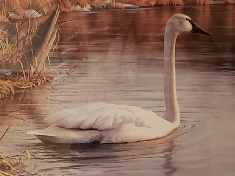 lot 49 image: James Hautman Pencil Signed Spring Thaw Trumpeter Swans Numbered Print