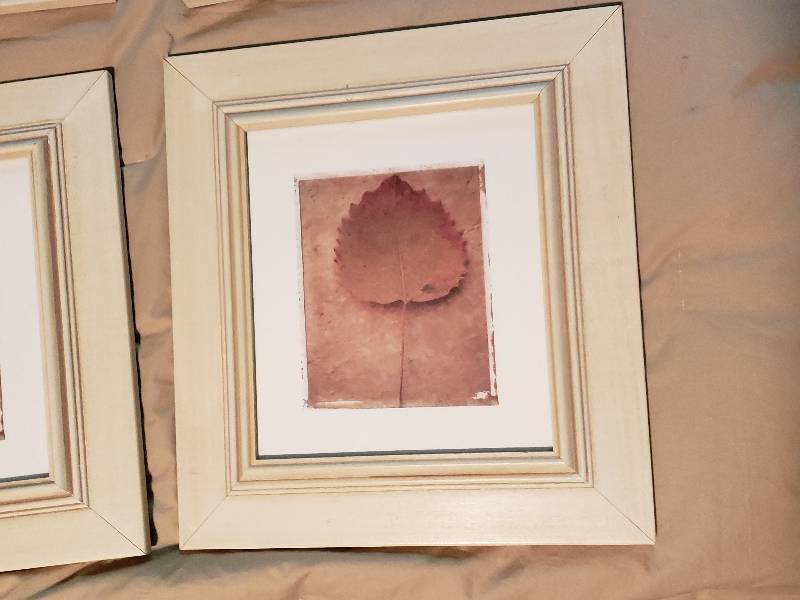 lot 56 image: Group of (6) Framed Leaf Prints