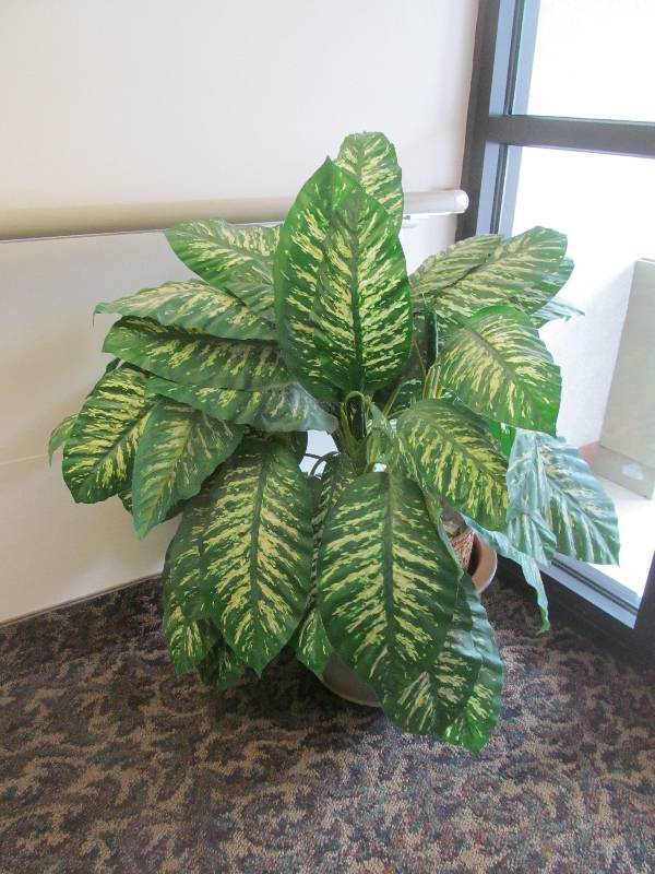 lot 306 image: Rm 24-(2) Foliage Plant in pots  love seat