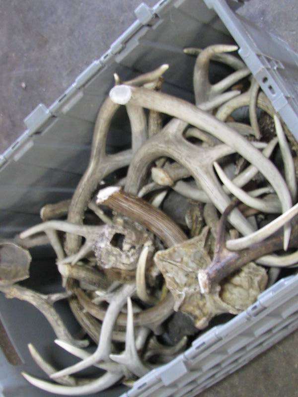 lot 131 image: Deer Antlers