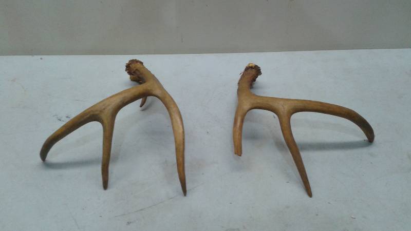 lot 32 image: Pair Of Deer Antlers, Used, Show Some Wear