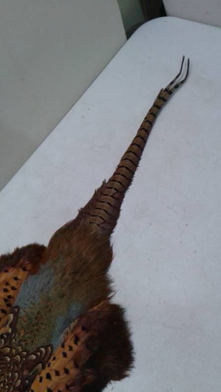 lot 90 image: Pheasant Feather Pelt, Good Condition