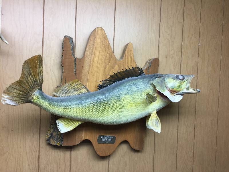 Mounted Fish