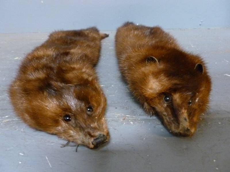 Mink Pelts