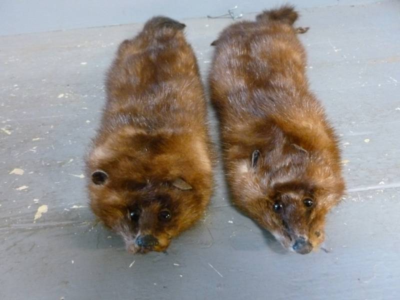 Mink Pelts