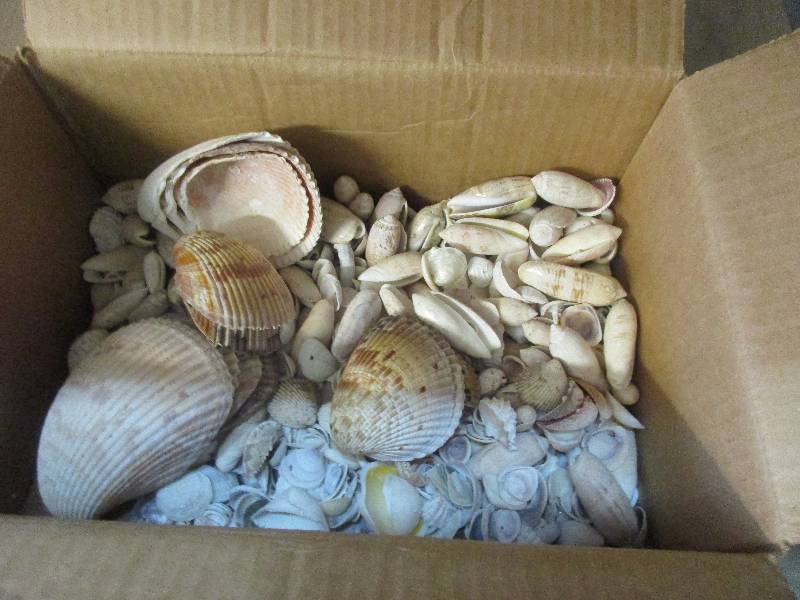 Sea Shells