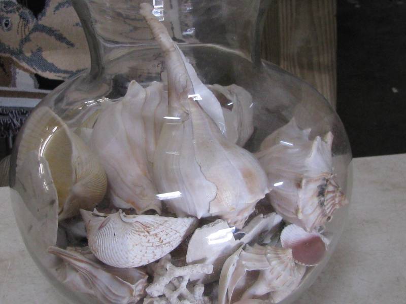 lot 1 image: Sea Shells