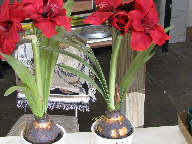 lot 38 image: Artificial Plants