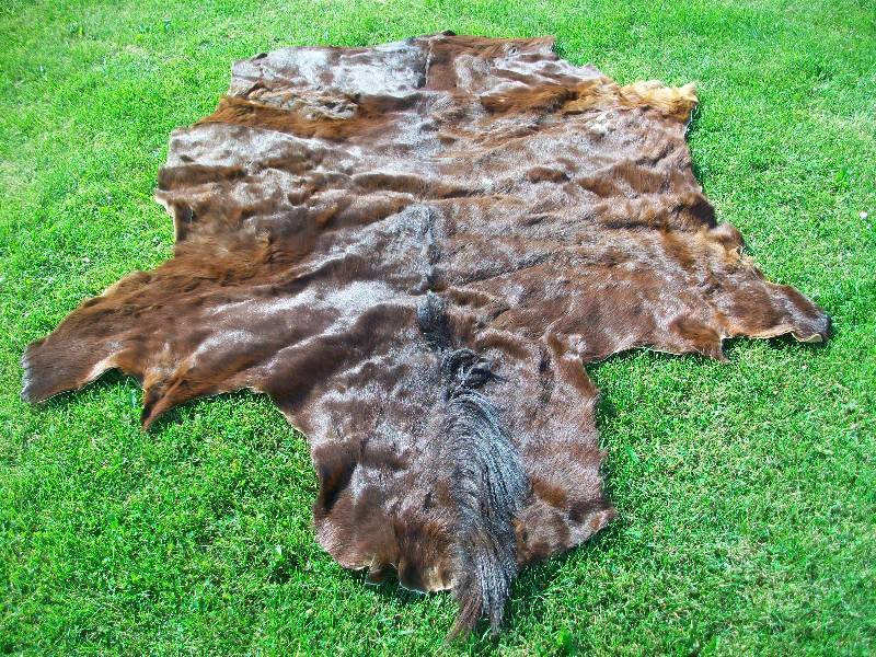 lot 4 image: Horse Hide Rug